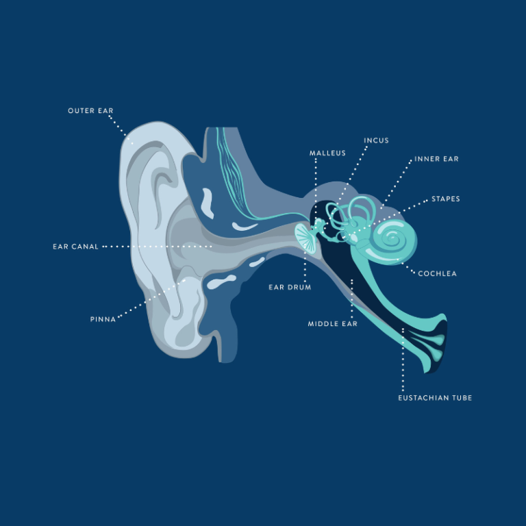 Diagram showing the structure of the human ear, detailing the parts of the outer, middle, and inner ear.